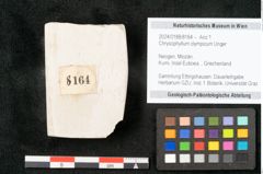 Foto (Objekt + Etikett) von Chrysophyllum olympicum Unger (NHMW-GEO-2024-0188-8164)
